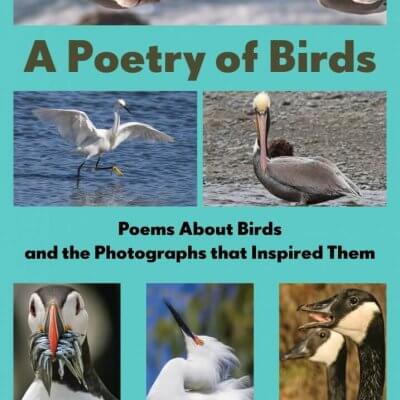 A Poetry of Birds, 9780978768348, Hardcover